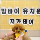 서면애견미용 맘바이 강아지 미용실 이미지