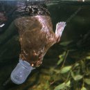 오리와사람들 이미지