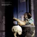 애견모델 이미지