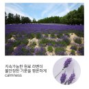공간에 향기를 더하는 실내 디퓨저: 아로마티카 서렌 디퓨저:라벤더 &amp;라반딘