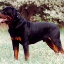 카리스마 이미지