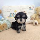 꽃강아지 이미지