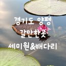 연꽃 | 세미원 배다리, 경기도 양평 갈만한 곳 &gt;_&lt; 빅토리아 수련 문화제 연꽃 후기