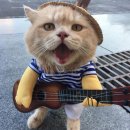 생선파는고양이 이미지