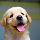 강아지그림 이미지