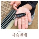 햇내로98번길1R | 인천 사슴벌레 채집 | 영종도에서 사슴벌레 잡은 썰🦌