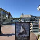 행복한가게세탁소 | 강아지랑여행 | 카멜바이더씨, 몬터레이, 빅서 1박2일