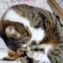 불향쭈꾸미 이미지