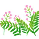 지솔블러썸 (Jisol blossom)