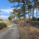 표선리-1 이미지