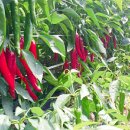 사내농장 이미지