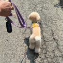 보미 펫 살롱 이미지