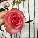 장미 | [꽃피는 강진] 생화 장미 배송 내돈내산 후기 | 농가 직배송 가성비 장미