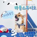 라뭉이네 | 대전강아지사진 잘 찍는 라뭉스튜디오 머린룩 후기