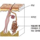 겨드랑이 냄새 액취증 원인 이미지