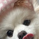 미앤마이독스 이미지