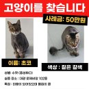 고양이를 찾습니다 이미지