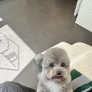 프롬유어독 이미지