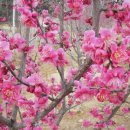 매화농장 이미지