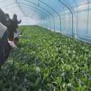 새벽아침농장 이미지