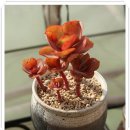 요즘 창 이미지