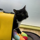 DS동물병원 이미지