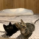 나라애견 이미지