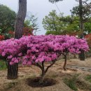 미송농장 이미지