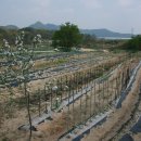 옥천농장 이미지