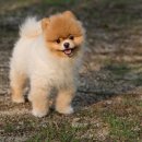 놀다가시개 이미지