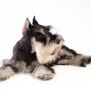 이삭애견 이미지