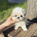 (주)펫펏 요미독강아지 요미캣고양이 동탄점 | 종암강아지분양 우리집 새 식구 맞는 행복 이야기