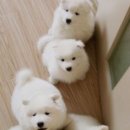 하얀강아지 이미지