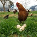 김제아리랑농원 이미지