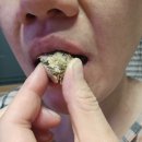 매실원과 그대로100% 천연발효식품 비움매실~ 맛있게 즐기는 발효매실, 똥매실 감동의 변화