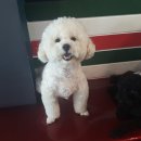 까네지노 이미지