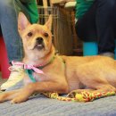 노란천막 이미지