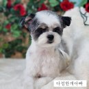 다정한 개아빠 이미지