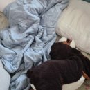 단꿈어린이집 이미지