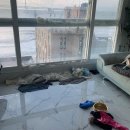 어라운드1142 | 릴뽀랑 뽀동이 어라운드펫 놀러간 날 &#39;부산 어라운드펫&#39; 애견운동장 /+ 태풍 마이삭 후기, 일상