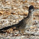 큰로드러너 [그레이트 로드러너; Greater roadrunner (Geococcyx californianus)] 이미지