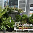 퍼플데이 이미지