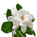 플로라뷰티 이미지