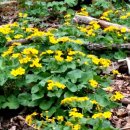 곰배령올레 이미지