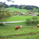 티롤민박 이미지