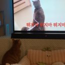 맘스터치안지랑역점 이미지