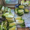 5678 | [화성농산물] gsh5678 고객님의 배추 구매 리뷰후기