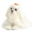 강아지세상 이미지