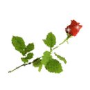 밤머리재홍단풍거리 이미지