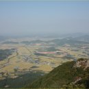 꿩대신닭 이미지